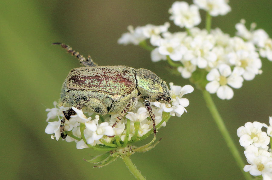 Rutelidae: Hoplia argentea? S.